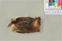 藏品(麻雀)的圖片